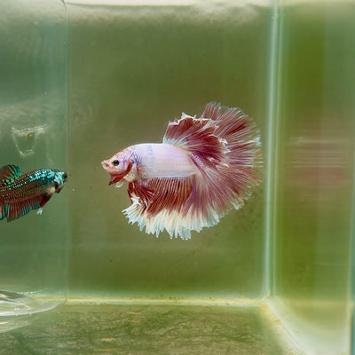 Halfmoon Pink Dot Male Betta #F23