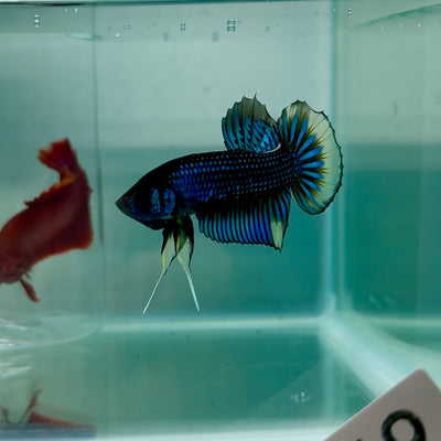 Plakat Imbellis Yellow Male Betta #M18