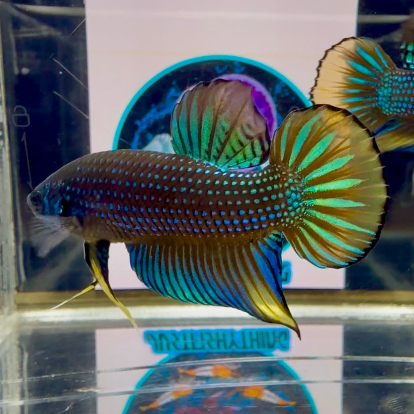 Wild Imbellis J22 Plakat - Male Betta
