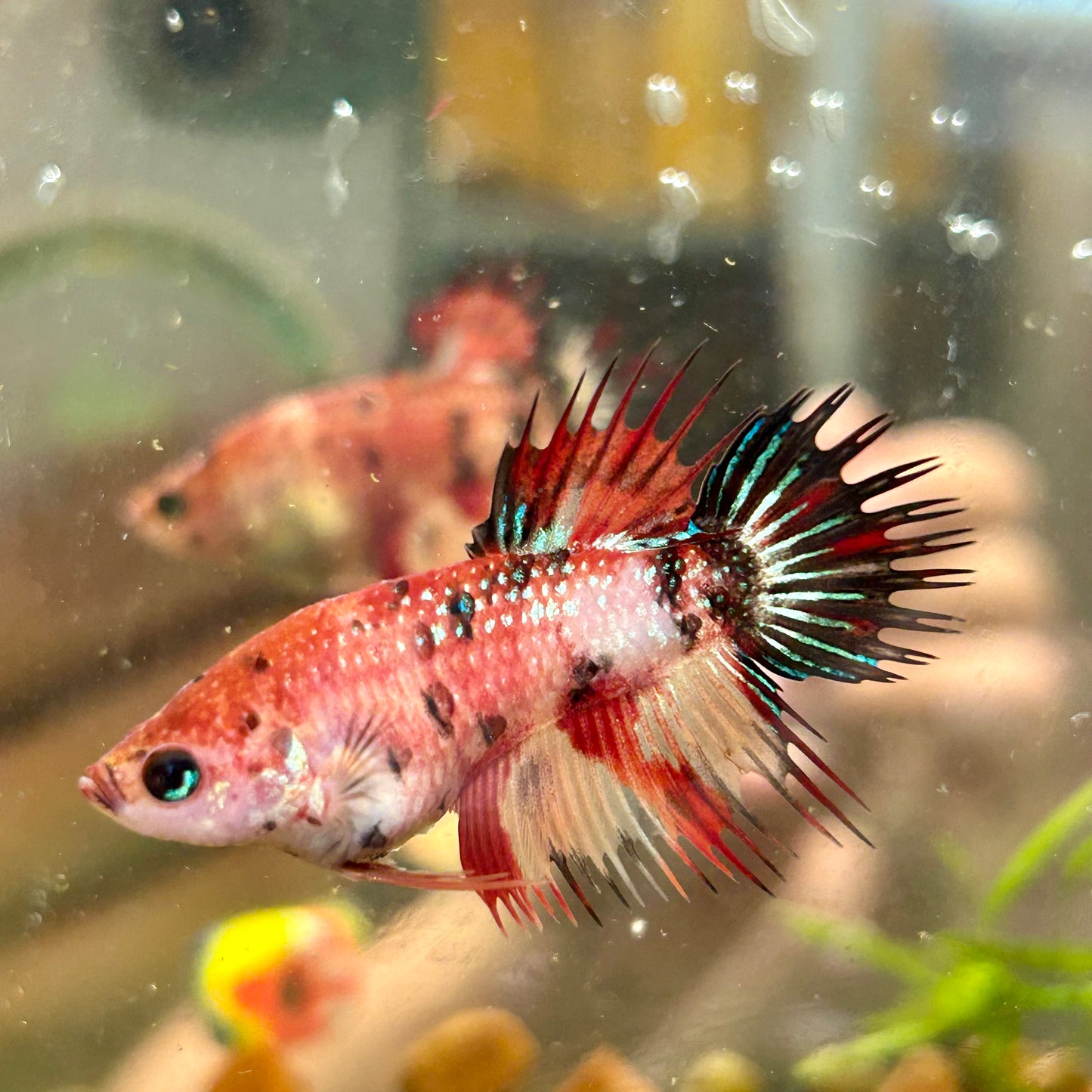 Koi Red Halfmoon Crowntail - Female Betta 084