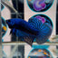 Wild Alien Blue - Male Betta A12