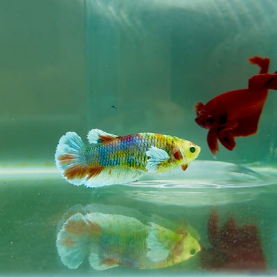 Plakat Dumbo Koi Multicolor Green Eye Female Betta #M124