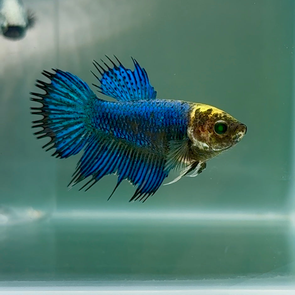 Crowtail Blue Hulk Koi Green Eye Female Betta #Au36