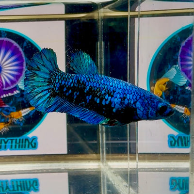 Avatar Blackblue Plakat - Female betta M10