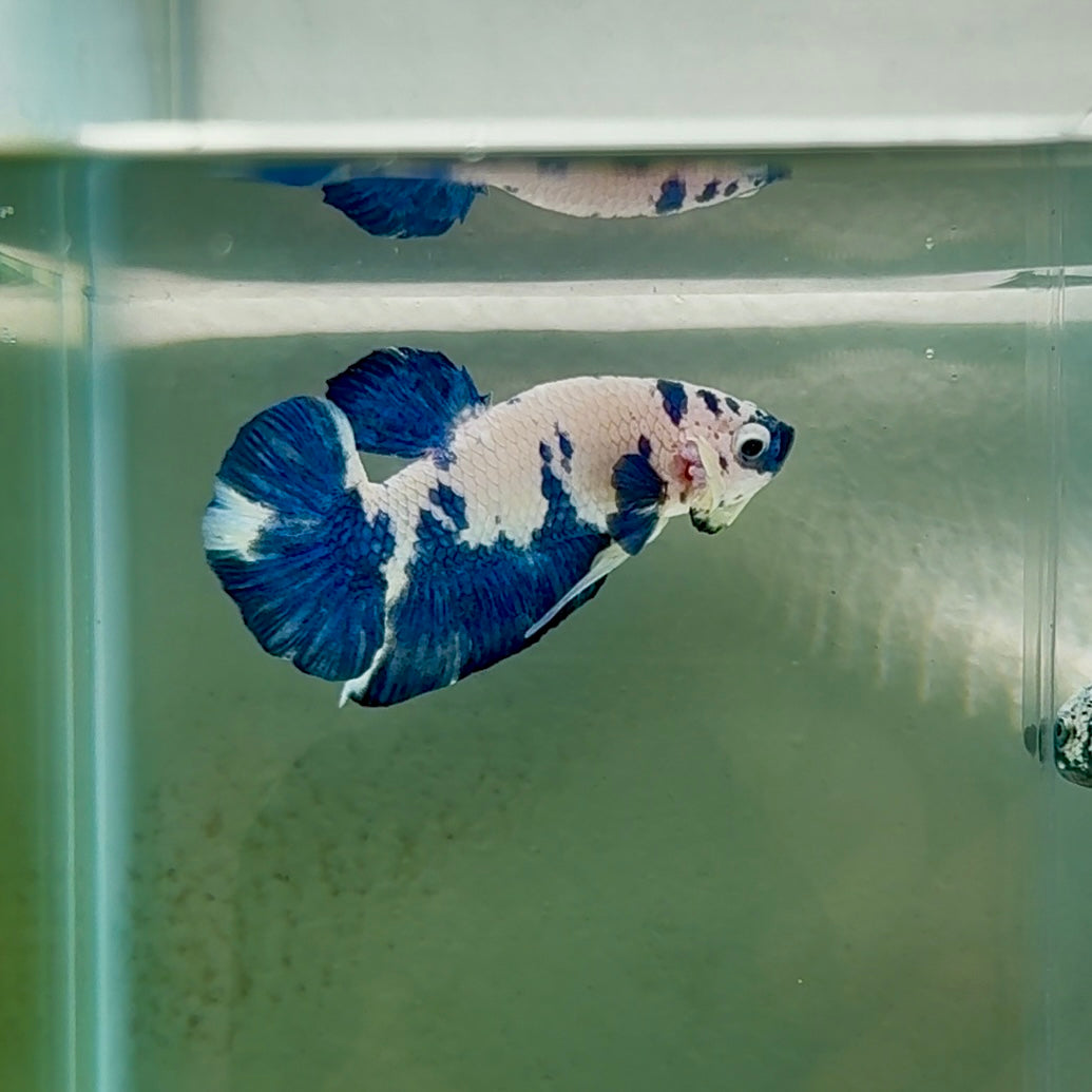 Plakat Marble Dot Male Betta #Au45