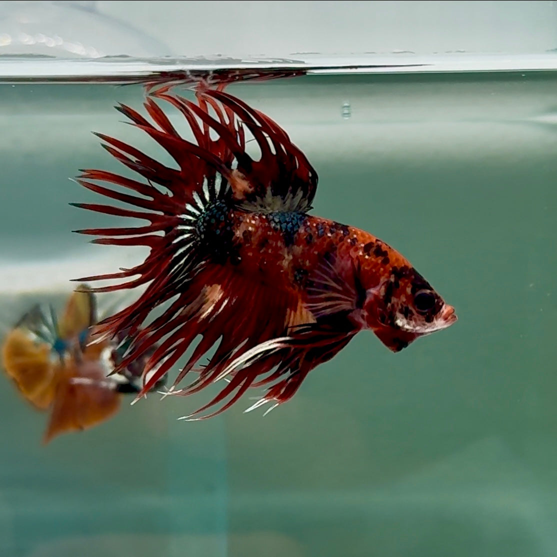 Crowtail Koi Multicolor Male Betta #Au14