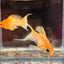 Gold Sakura Balloon Lyre tail Molly
