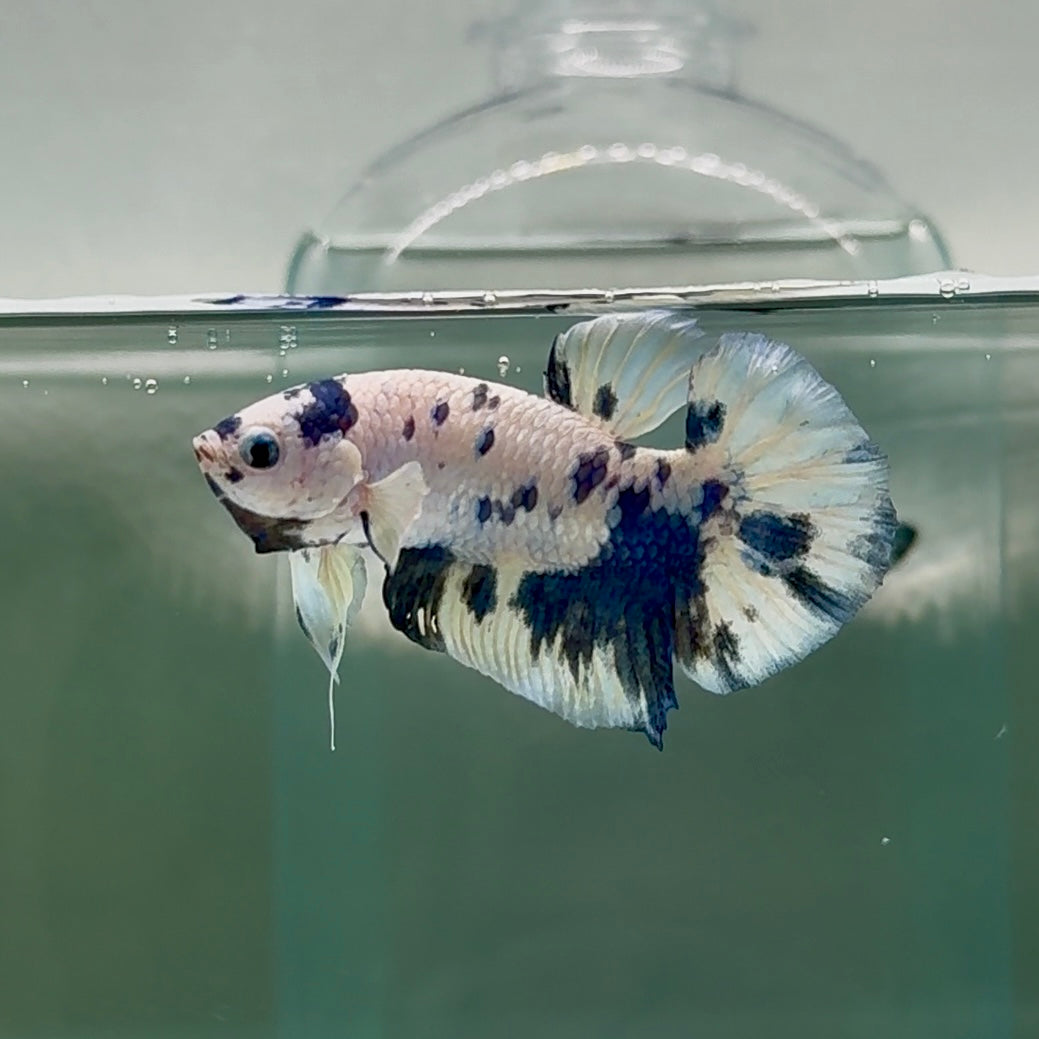 Plakat Marble Dot Male Betta #Au46