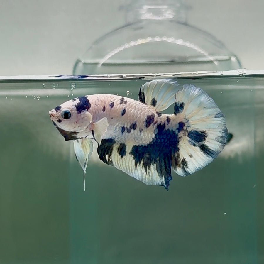 Plakat Marble Dot Male Betta #Au46