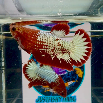 Red Fancy Copper Startail Plakat - Female betta M37