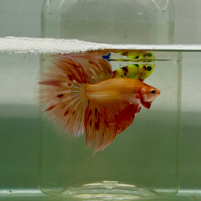 Halfmoon Pink Dot Male Betta #Jul33