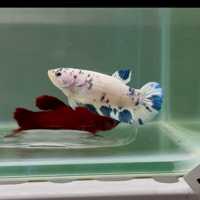 Plakat Marble Dot Female Betta #M128