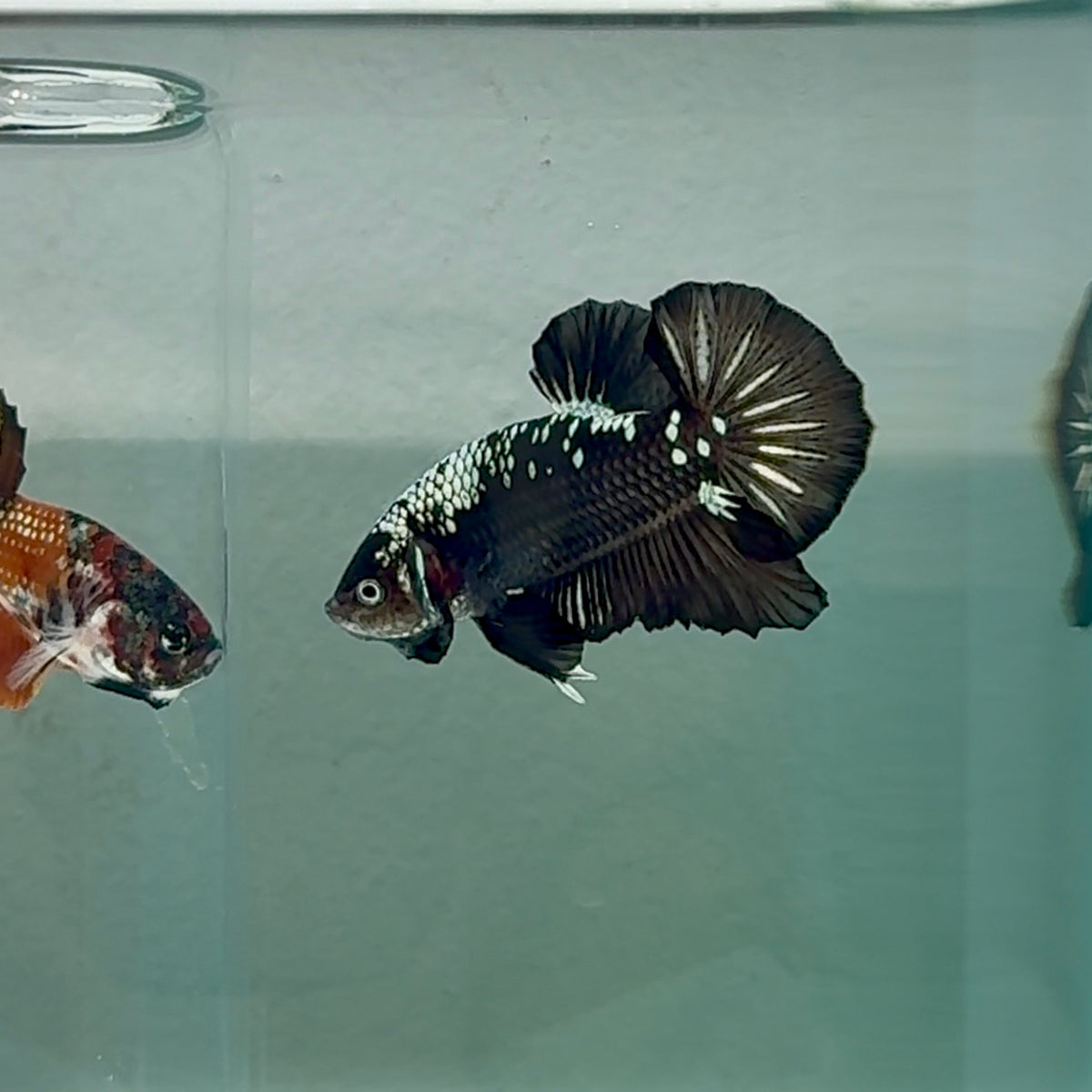 Plakat Black Samurai Male Betta #Au06