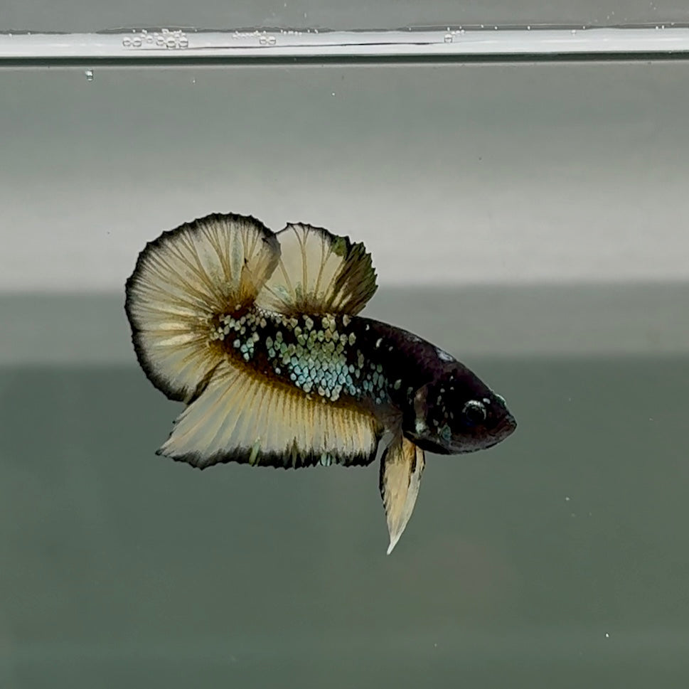 Plakat Black Yellow Galaxy Male Betta #Se19