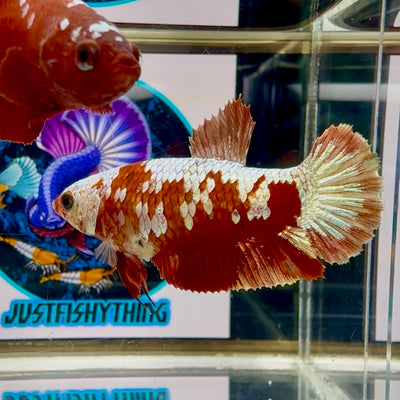 Red Gold Galaxy Plakat - Female betta M14