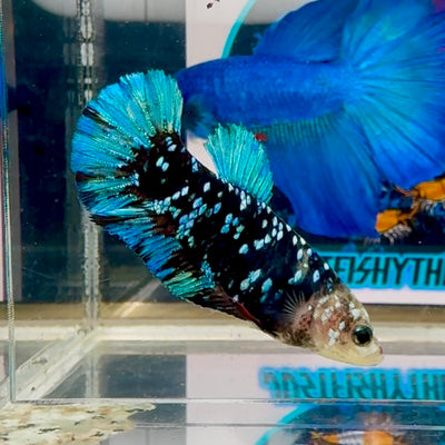 Avatar Blackblue Cello mask Plakat - Female betta M11