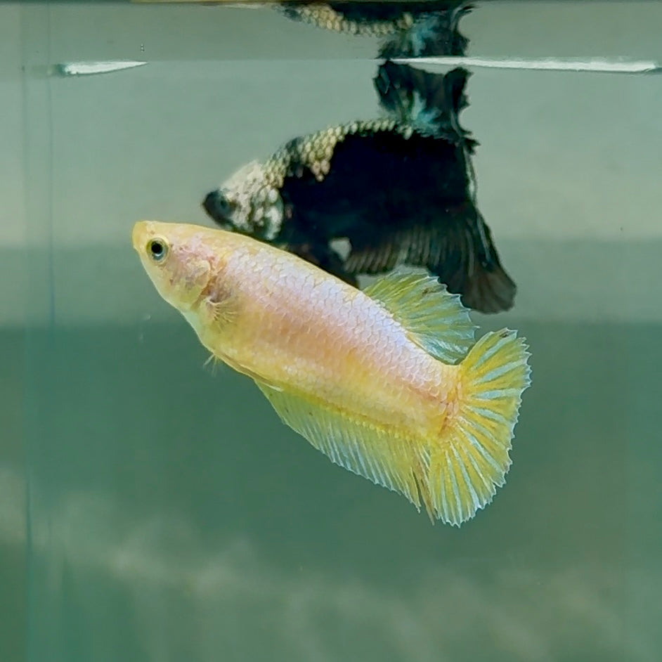 Plakat Gold Pastel Female Betta #Au42
