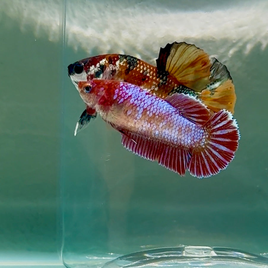 Plakat Barongsai Female Betta #Au11