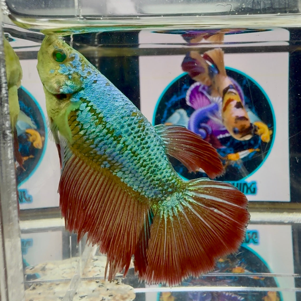Vampire Hulk Queen Halfmoon (BO6cm)- Female betta M56