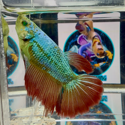 Vampire Hulk Queen Halfmoon (BO6cm)- Female betta M56