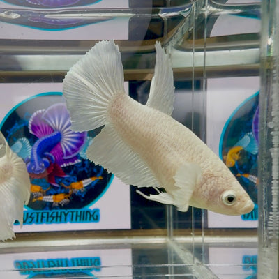 Dumbo White Halfmoon - Female betta M21