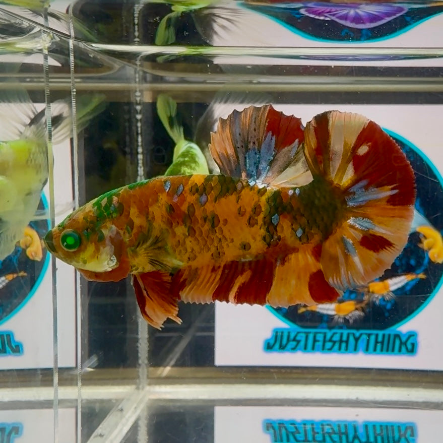 Nemo Classic green eye- Male Betta M30