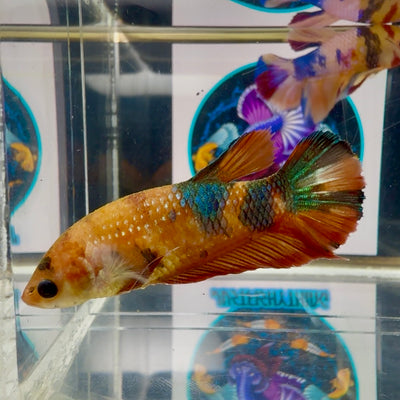 orange base metallic - Female betta M55