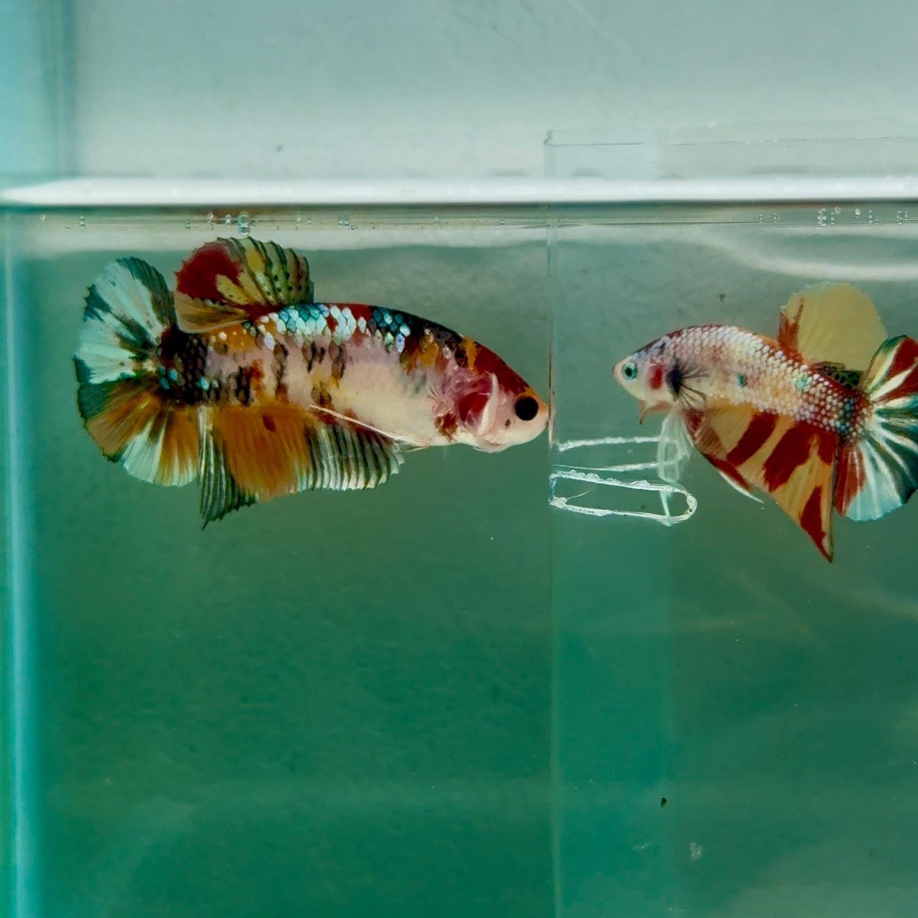 Plakat Koi Copper Giant Female Betta #Ju10