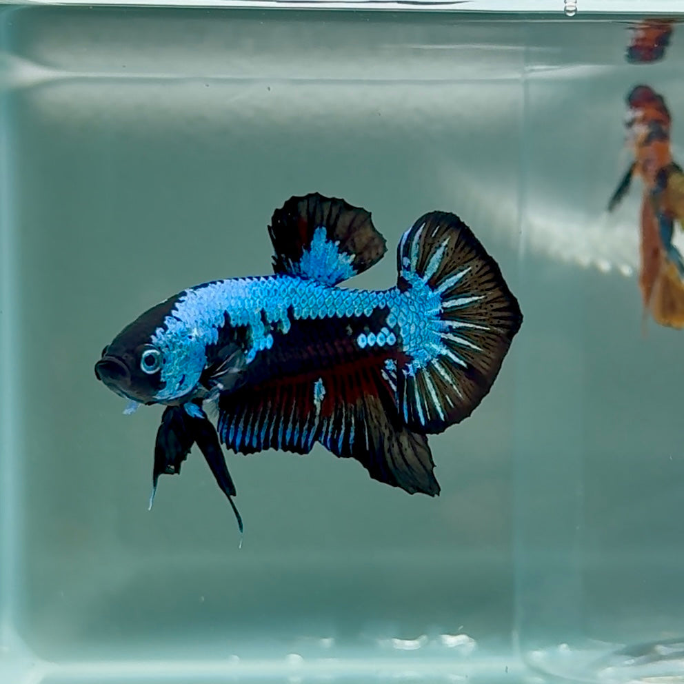 Plakat Blue Samurai Male Betta #Au20