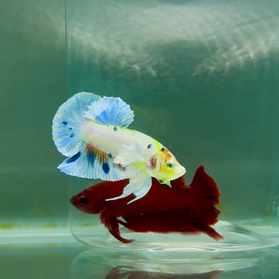 Plakat Dumbo Koi Multicolor Green Eye Male Betta #M115