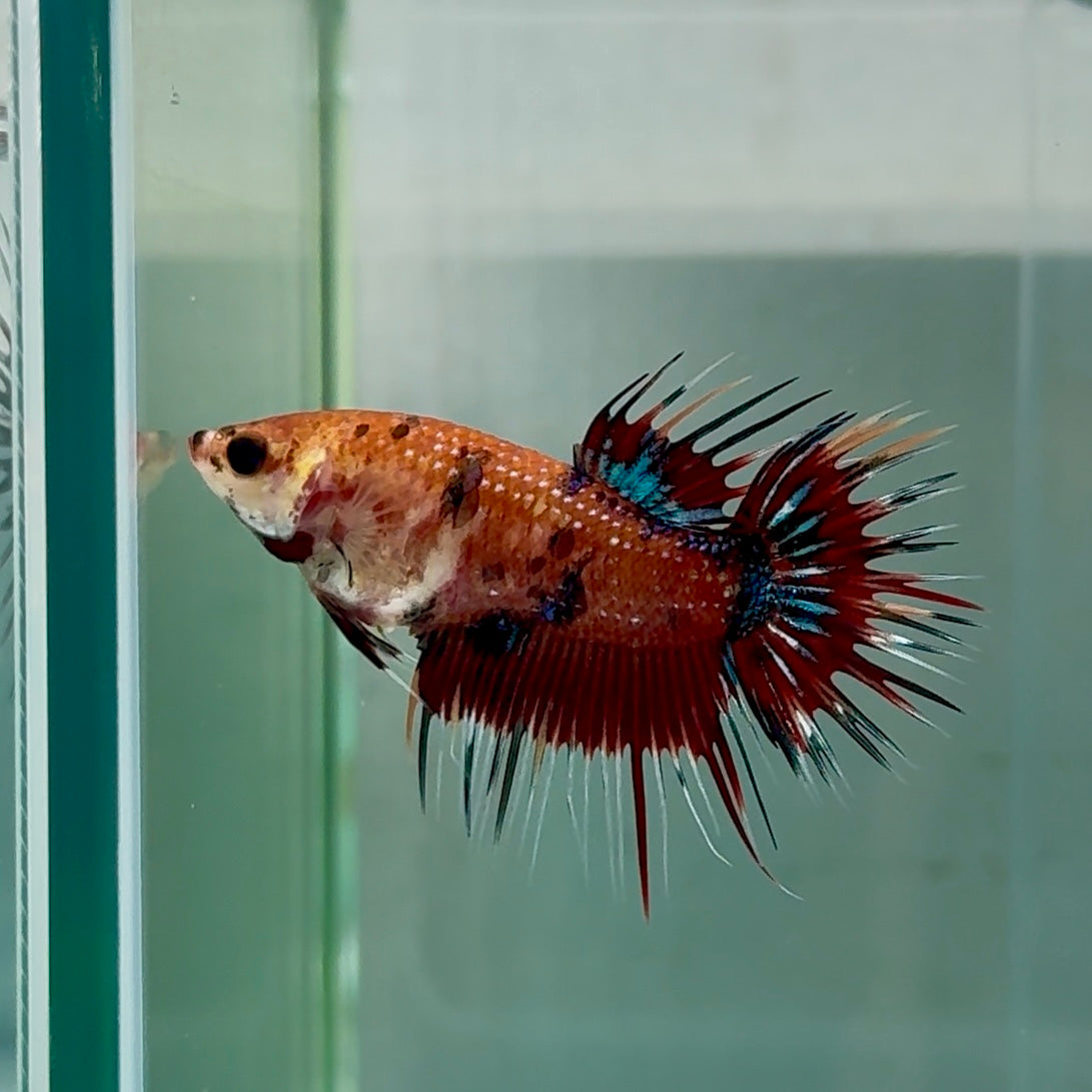 Crowtail Koi Multicolor Female Betta #Au25
