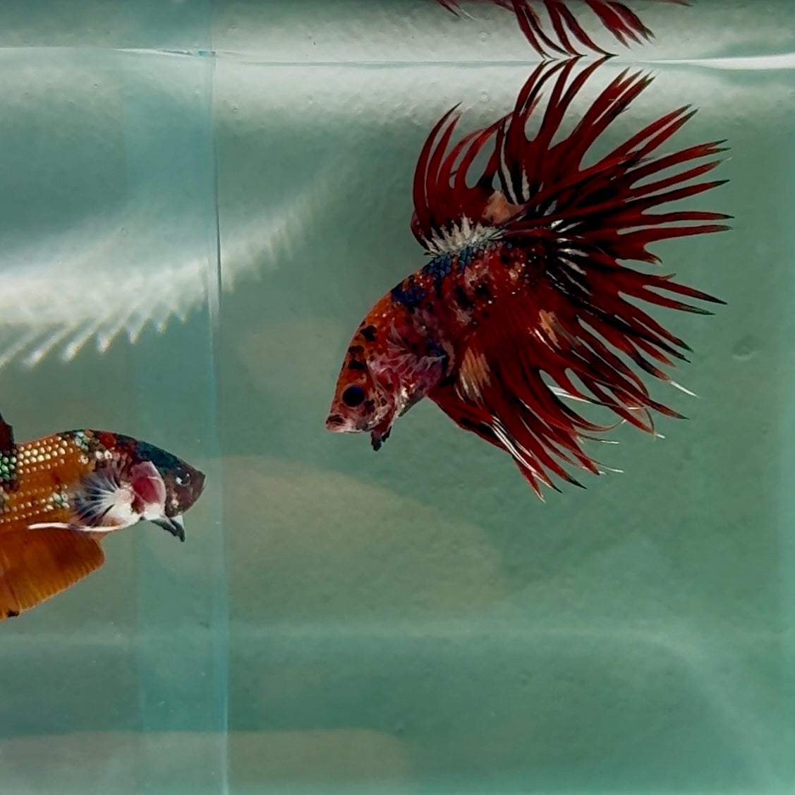 Crowtail Koi Multicolor Male Betta #Au14