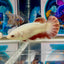 Copper Vandar Plakat - Female betta M26