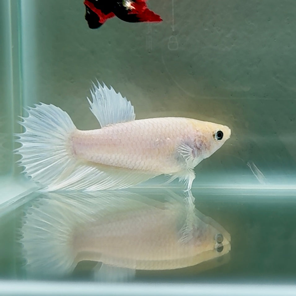Crowtail White Pastel Female Betta #Au50
