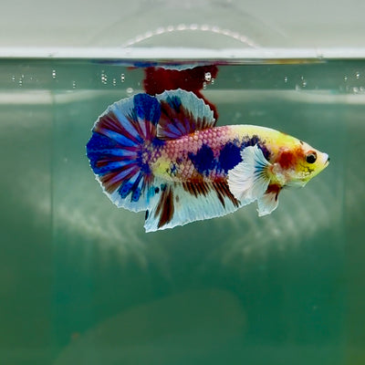 Plakat Dumbo Koi Multicolor Green Eye Male Betta #M114