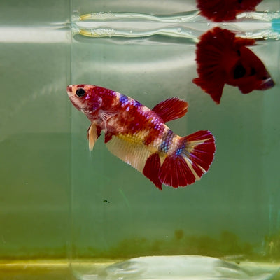 Plakat Koi Multicolor Female Betta #M133