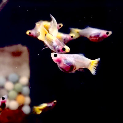 Yellow Koi Glass Belly Ribbon Short Body - Guppy