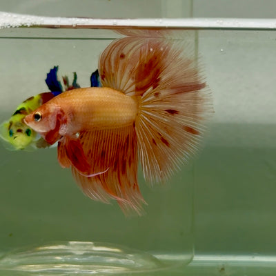 Halfmoon Pink Dot Male Betta #Jul33