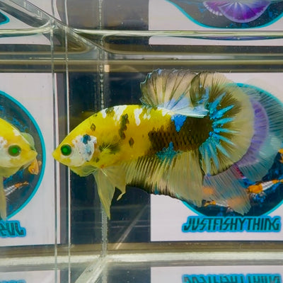 Koi Yellow green eye- Male Betta M50