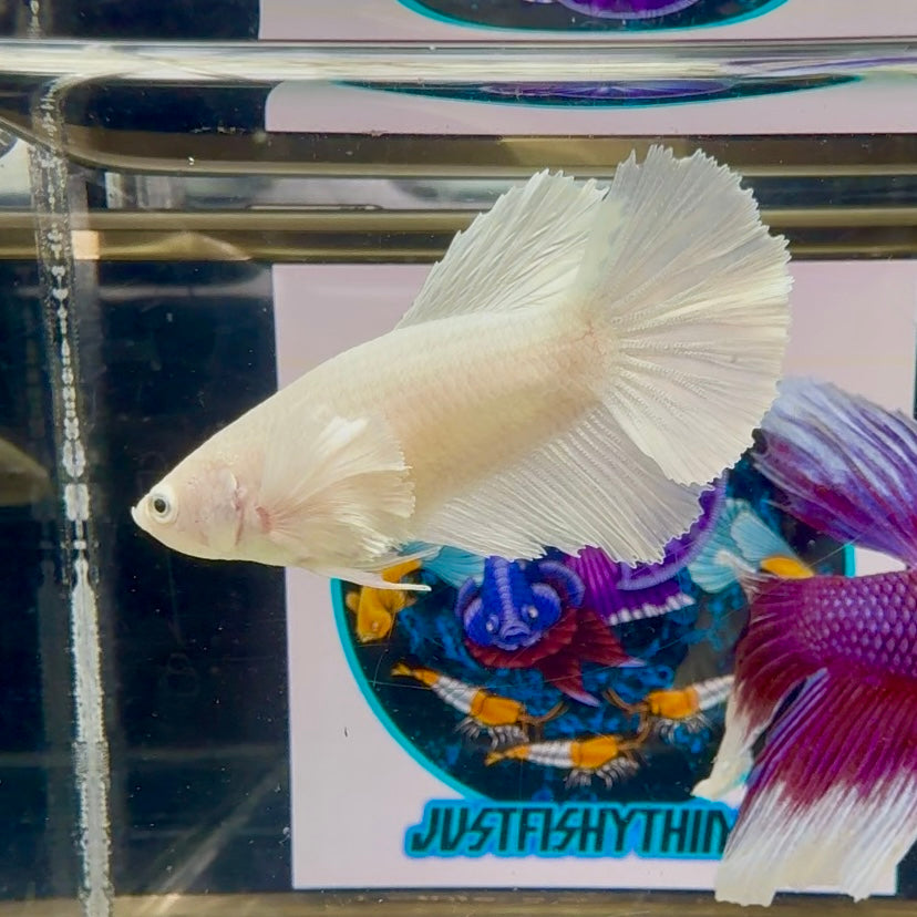 Dumbo White Halfmoon - Female betta M22