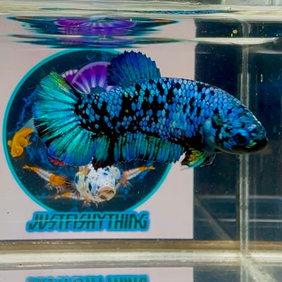 Avatar Blackblue Plakat - Female betta M07