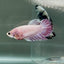 Crowtail Pink Pastel Female Betta #Au48