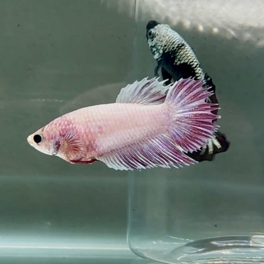 Crowtail Pink Pastel Female Betta #Au48