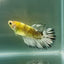 Crowtail Koi Green Eye Female Betta #Au38