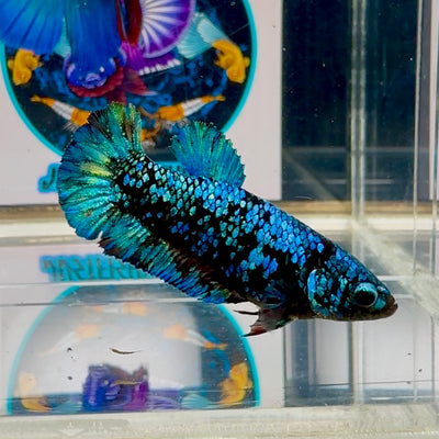 Avatar Blackblue Plakat - Female betta M30