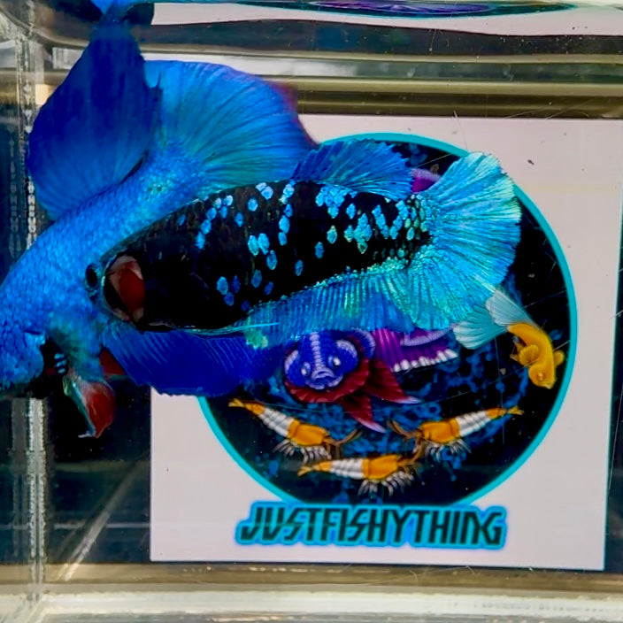 Avatar Blackblue Plakat - Female betta M28