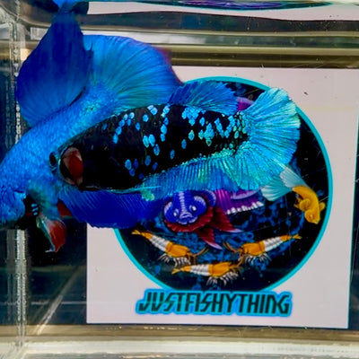 Avatar Blackblue Plakat - Female betta M28