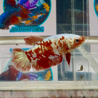 Red Gold Galaxy Plakat - Female betta M24