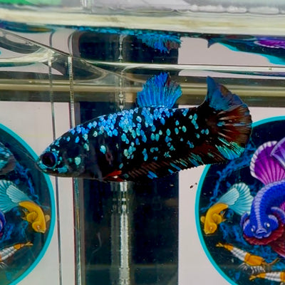 Avatar Blackblue Plakat - Female betta M09