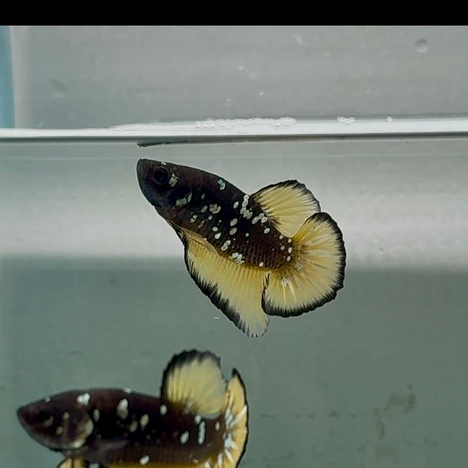 Plakat Black Yellow Galaxy Male Betta #Se18